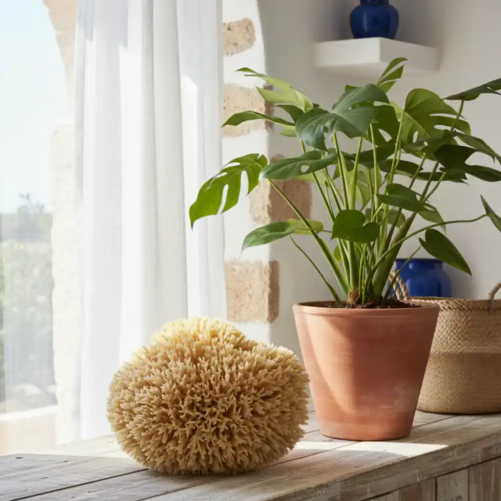 Planta verde de interior junto a una esponja natural